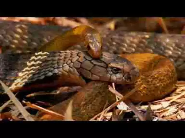 Video: | TOP 10 SNAKE ATTACKS || King Cobra, Cobra, King Snake VS Python, Leopard, Mongoose